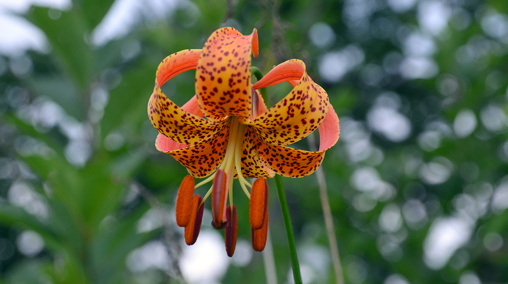 A rare Michigan Lily emerged after the area was cleared of invasive buckthorn.